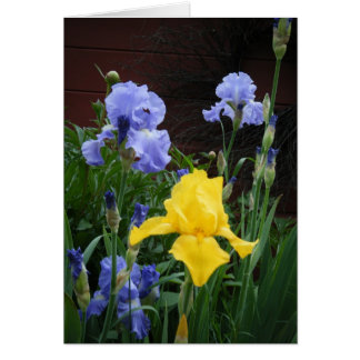 Cartão Glorius Irises