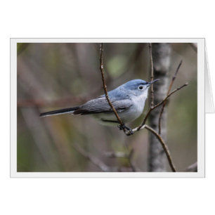 Cartão Gnatcatcher das Azul-cinzas