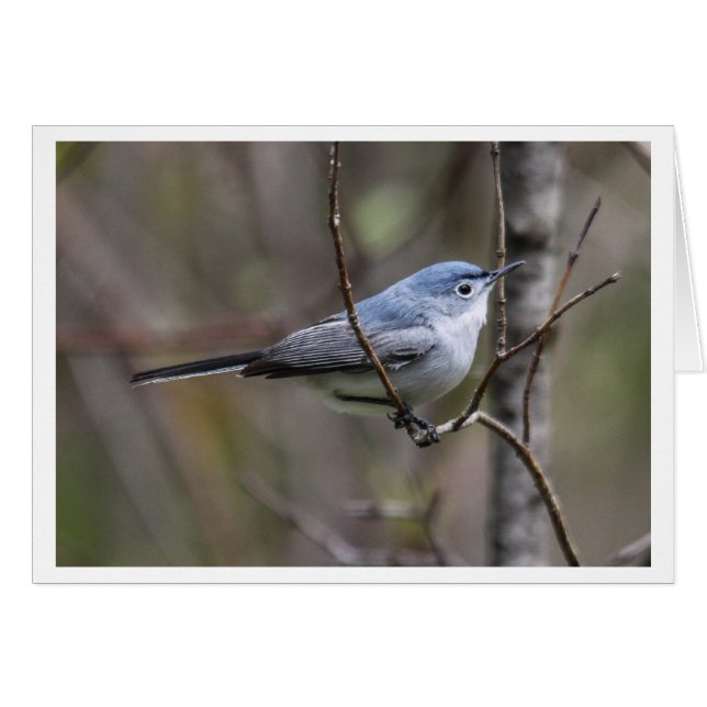 Cartão Gnatcatcher das Azul-cinzas (Frente Horizontal)