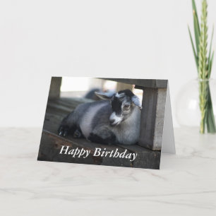 Cartão Goat Birthday Card