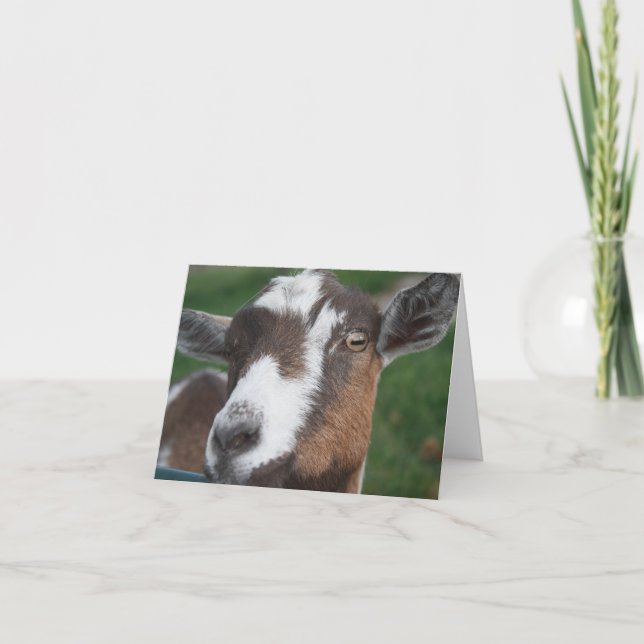 Cartão Goat Blank card (Frente)