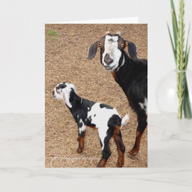 Cartão goat, glorydaysphotography (Frente)