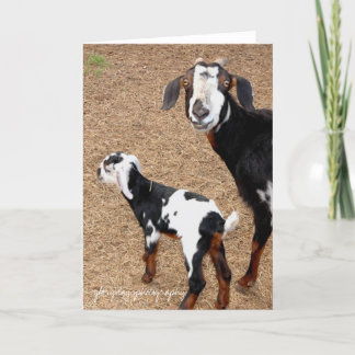 Cartão goat, glorydaysphotography