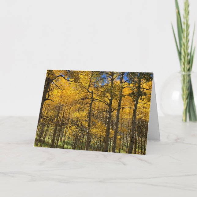 Cartão Golden Aspen Trees Blank Card (Frente)