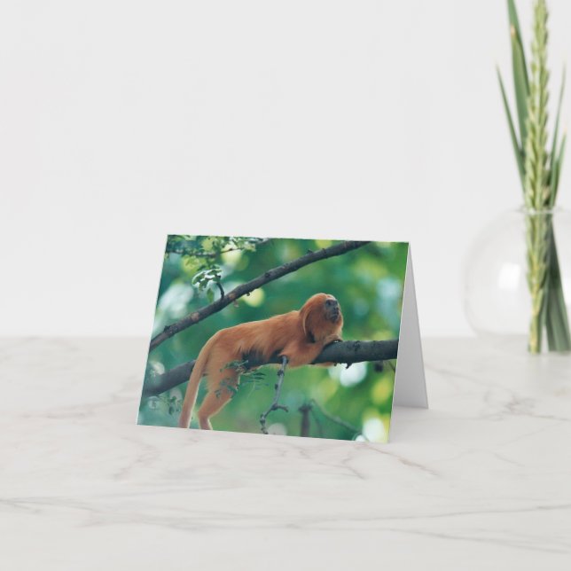CARTÃO GOLDEN LION TAMARIN MONKEY GREETING CARD (Frente)
