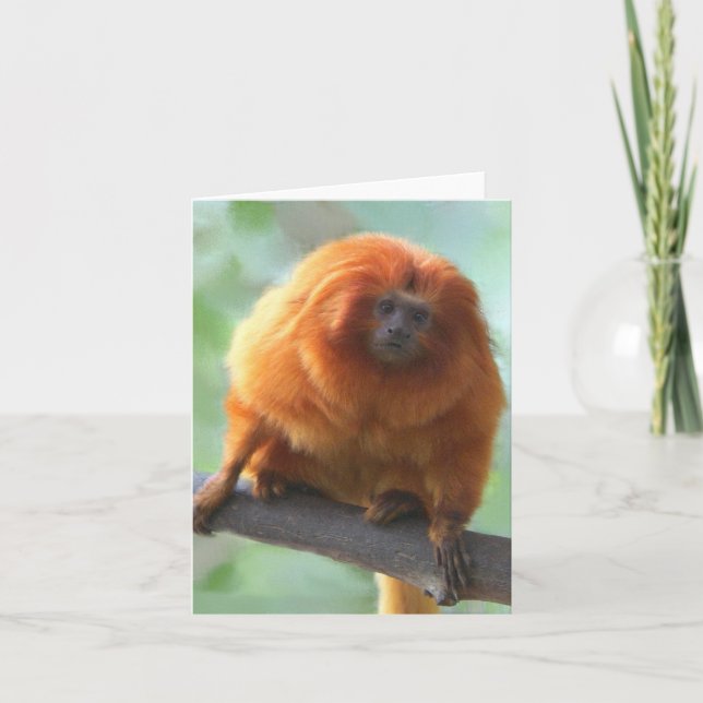 Cartão Golden-Lion Tamarin Note Cards (Frente)