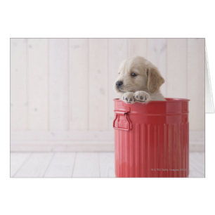 Cartão Golden retriever