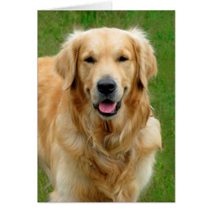 Cartão Golden retriever