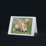 Cartão Golden Retriever Funny Birthday Card "Flappy"<br><div class="desc">Original photo of Golden Retriever agility dog with the words I Haz Flappy Tung.</div>