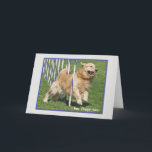 Cartão Golden Retriever Funny Birthday Card "Flappy"<br><div class="desc">Original photo of Golden Retriever agility dog with the words I Haz Flappy Tung.</div>