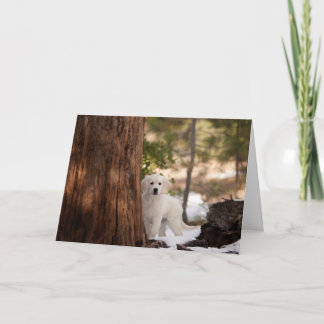 Cartão Golden Retriever Photo Card