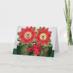 Cartão Golden Retriever Poinsettia Holiday