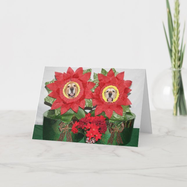 Cartão Golden Retriever Poinsettia Holiday (Frente)