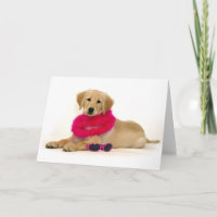 Golden Retriever Puppy Diva