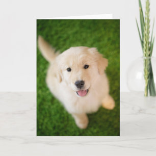 Cartão Golden Retriever Puppy on Grass