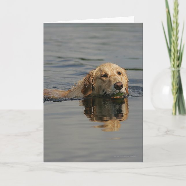 Cartão Golden Retriever Swimming (Frente)