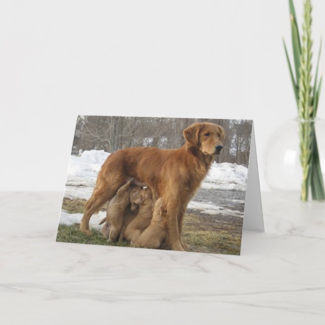 Cartão Golden Retriever With Puppies Greeting Card (Frente)