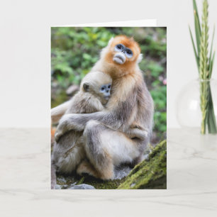 Cartão Golden Snub-Nosed Monkey with Baby