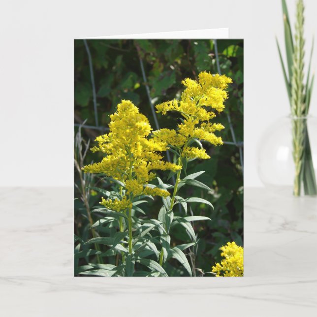 Cartão Golden Weeds (Frente)