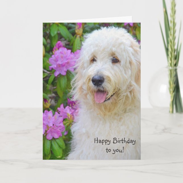 Cartão Goldendoodle Birthday (Frente)