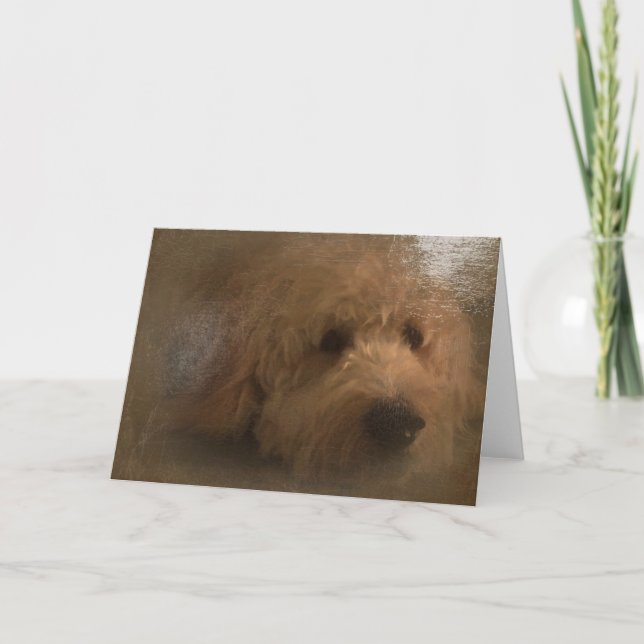 Cartão Goldendoodle blank card (Frente)