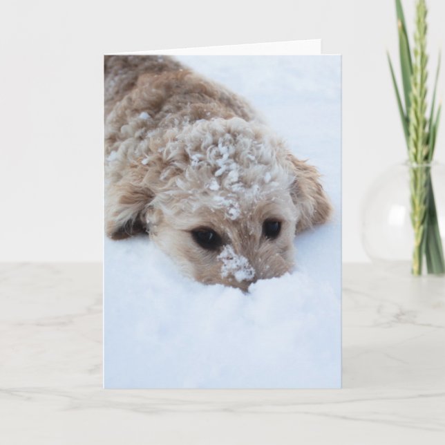 Cartão Goldendoodle Com Nariz Na Neve (Frente)