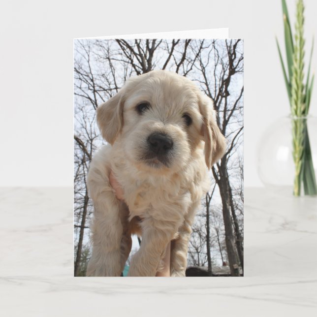Cartão Goldendoodle Puppy Greeting Card (Frente)