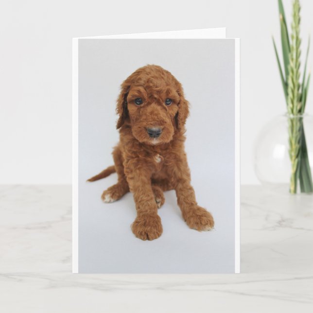 Cartão Goldendoodle Puppy Greeting Card (Frente)