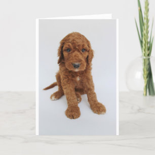 Cartão Goldendoodle Puppy Greeting Card