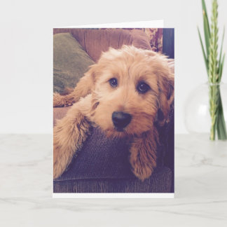 Cartão Goldendoodle Puppy Greeting Card
