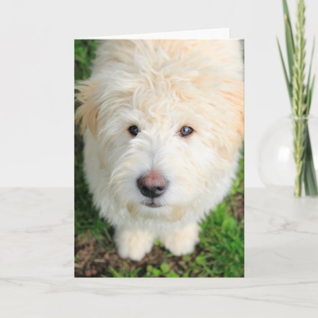 Cartão Goldendoodle Puppy Looking At Camera (Frente)
