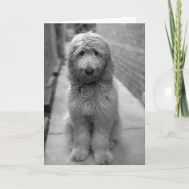 Cartão Goldendoodle Puppy No Quintal (Frente)