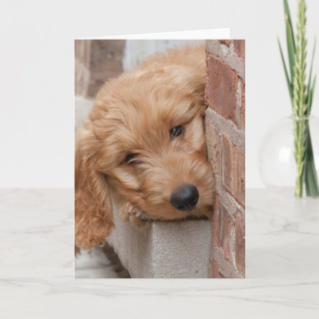 Cartão Goldendoodle Puppy Peeking (Frente)