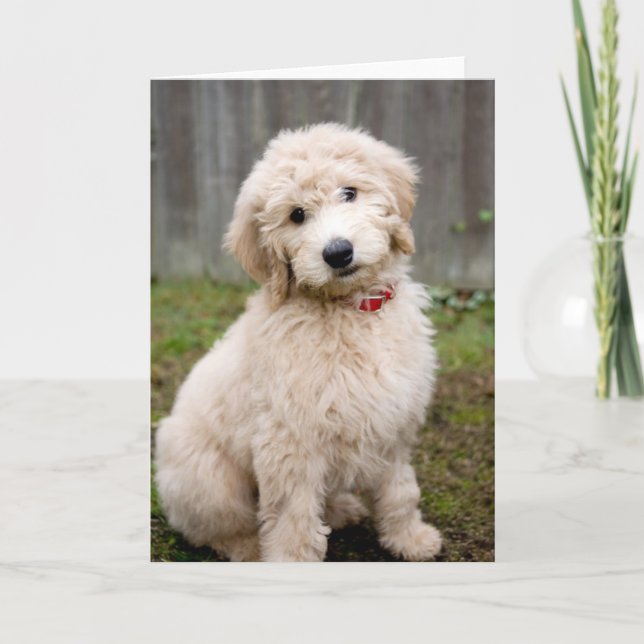 Cartão Goldendoodle Puppy Sits In Grass (Frente)