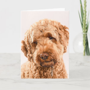 Cartão Goldendoodle Studio Portrait