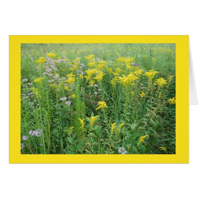 Cartão Goldernrod em Wisconsin Prairie Garden (Frente Horizontal)
