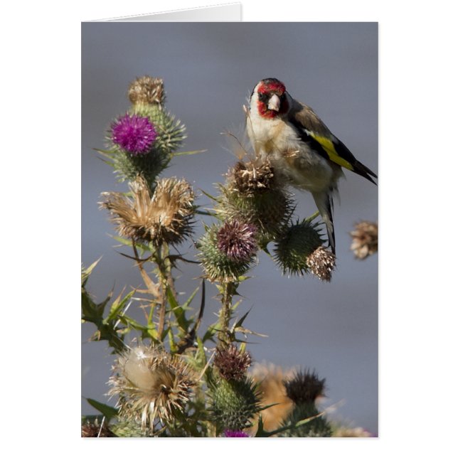 Cartão Goldfinch (Frente)