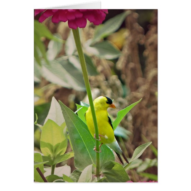 Cartão Goldfinch (Frente)