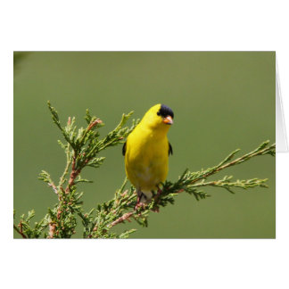 Cartão Goldfinch americano