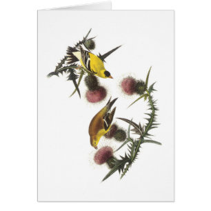Cartão Goldfinch americano por Audubon