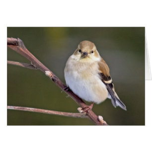 Cartão Goldfinch americano que olha o