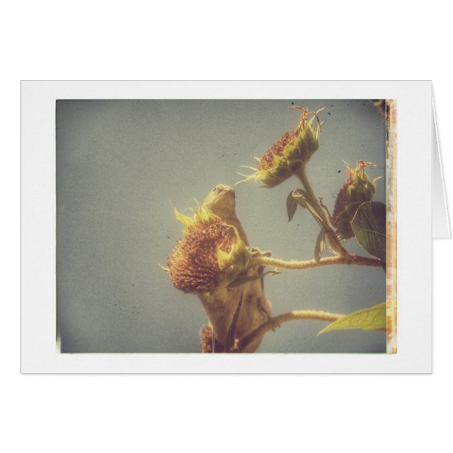 Cartão Goldfinch Grunge (Frente Horizontal)