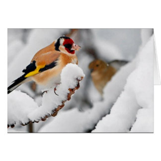 Cartão Goldfinch na neve