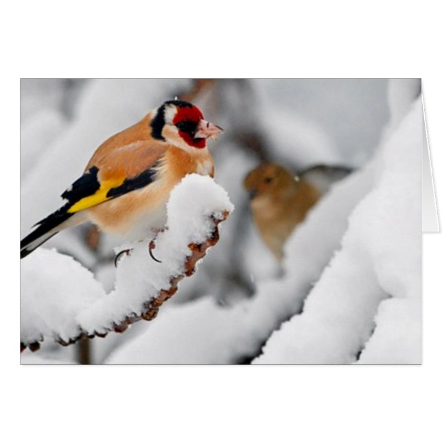 Cartão Goldfinch na neve (Frente Horizontal)