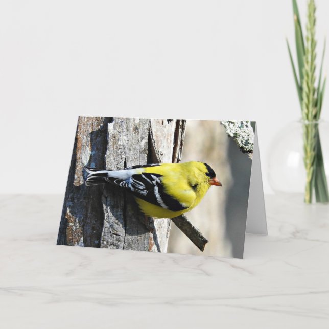 Cartão Goldfinch on Shagbark Greeting Card, Blank Inside (Frente)