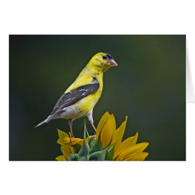 Cartão Goldfinch sobre Sunflower (Frente Horizontal)