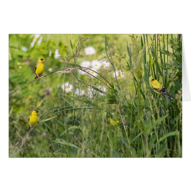 Cartão Goldfinches E Flores Selvagens (Frente Horizontal)