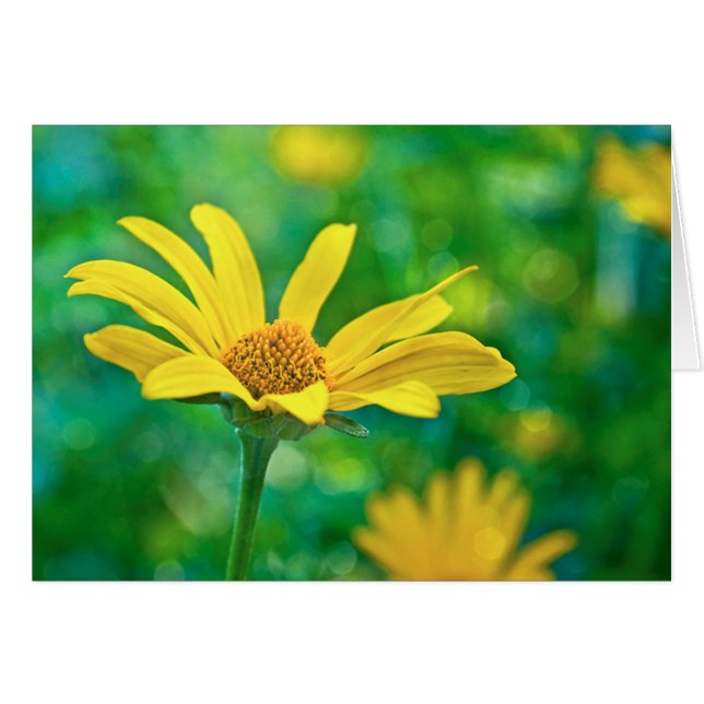 Cartão Goldie (Frente horizontal)