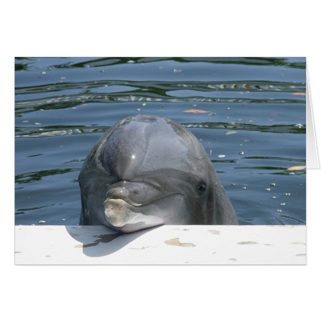 Cartão Golfinho (Frente horizontal)