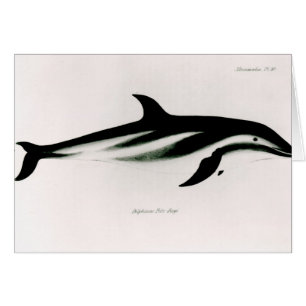 Cartão Golfinho